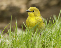 Pine Warbler Setophaga pinus
