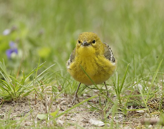 Pine Warbler Setophaga pinus