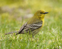 Pine Warbler Setophaga pinus