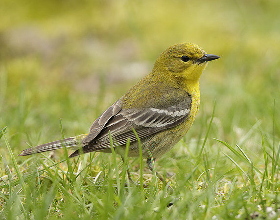 Pine Warbler Setophaga pinus