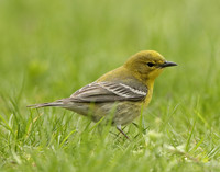 Pine Warbler Setophaga pinus