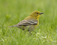 Pine Warbler Setophaga pinus