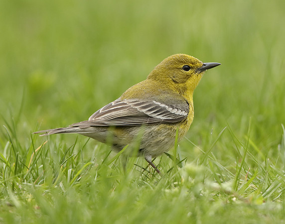 Pine Warbler Setophaga pinus