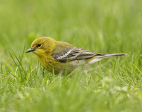 Pine Warbler Setophaga pinus