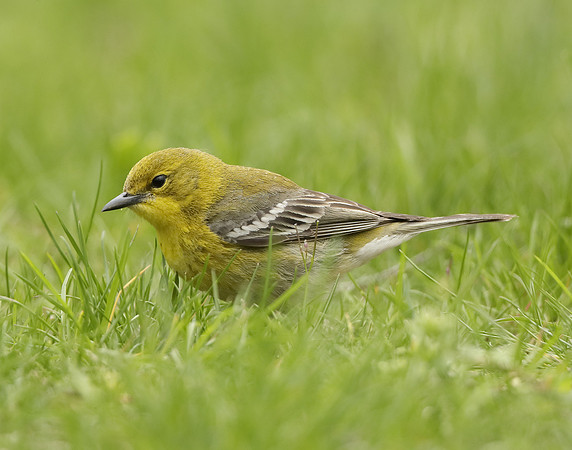 Pine Warbler Setophaga pinus