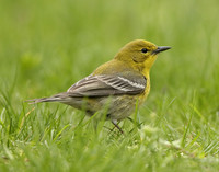 Pine Warbler Setophaga pinus