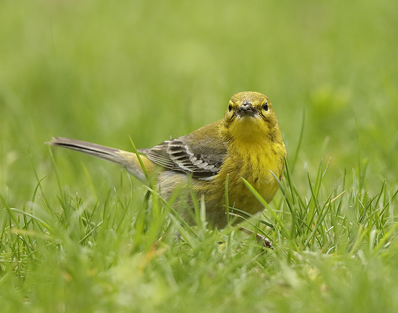 Pine Warbler Setophaga pinus