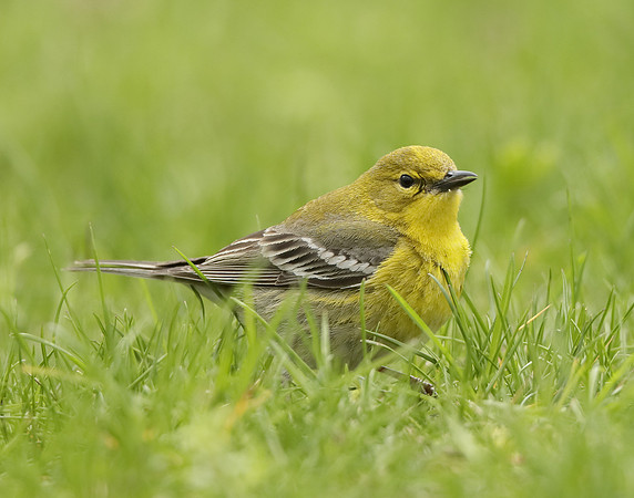 Pine Warbler Setophaga pinus