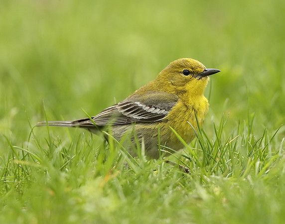 Pine Warbler Setophaga pinus