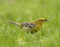 Pine Warbler Setophaga pinus
