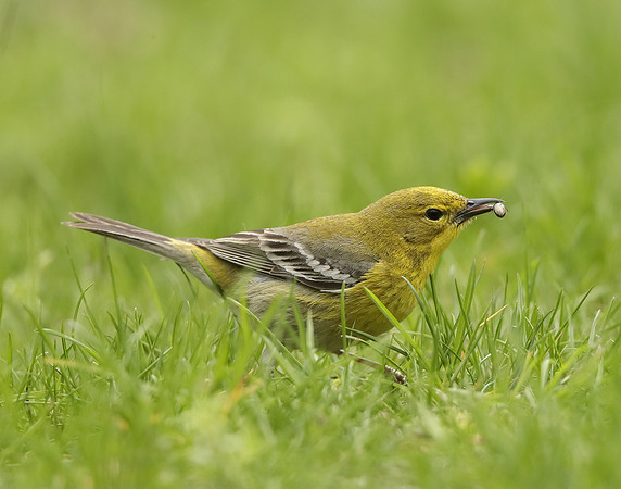 Pine Warbler Setophaga pinus