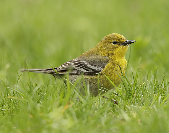 Pine Warbler Setophaga pinus