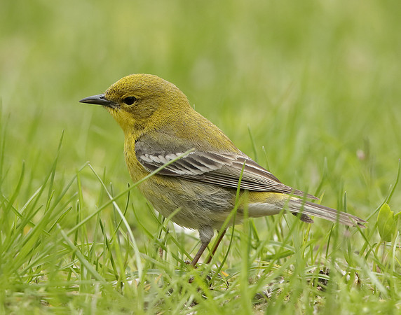 Pine Warbler Setophaga pinus