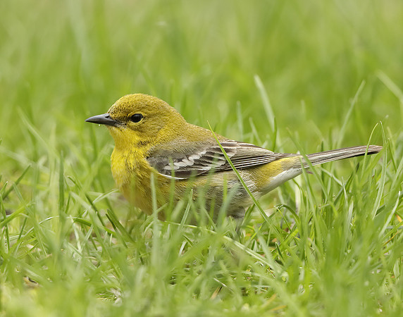 Pine Warbler Setophaga pinus