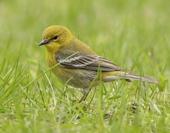 Pine Warbler Setophaga pinus