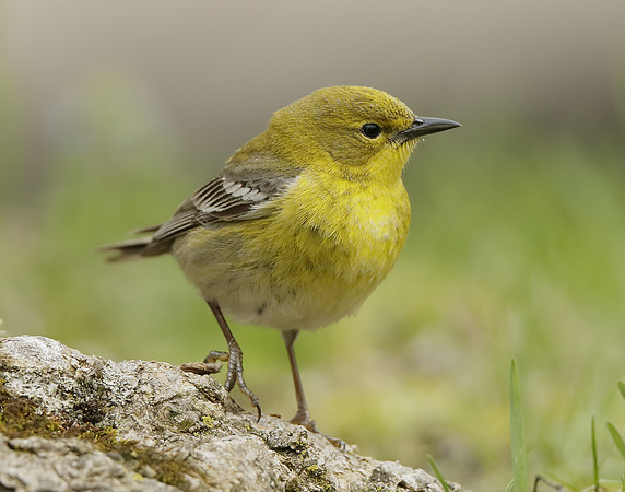 Pine Warbler Setophaga pinus