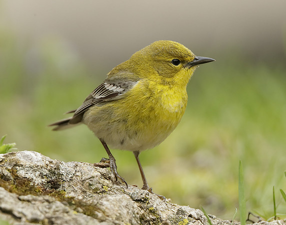 Pine Warbler Setophaga pinus