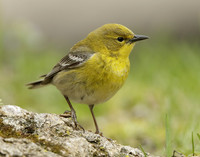Pine Warbler Setophaga pinus