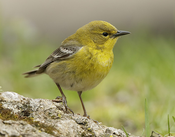 Pine Warbler Setophaga pinus