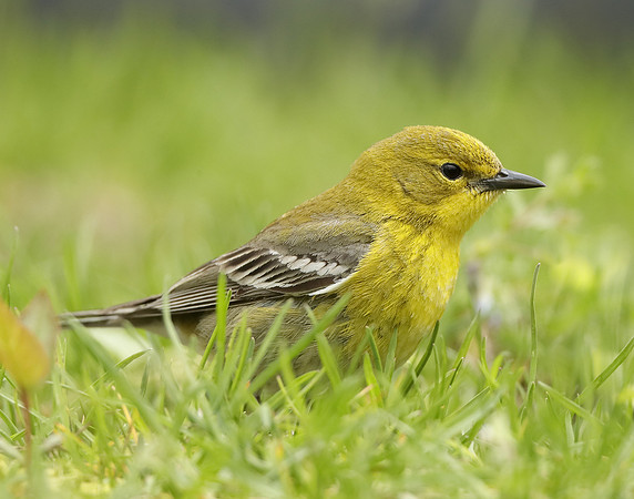 Pine Warbler Setophaga pinus