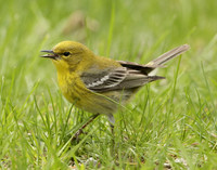 Pine Warbler Setophaga pinus