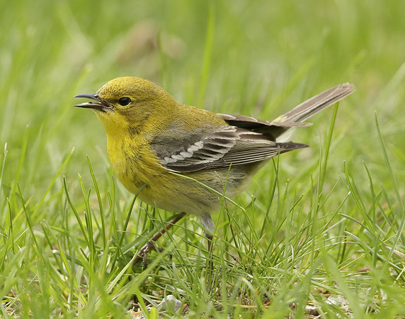Pine Warbler Setophaga pinus