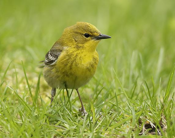 Pine Warbler Setophaga pinus