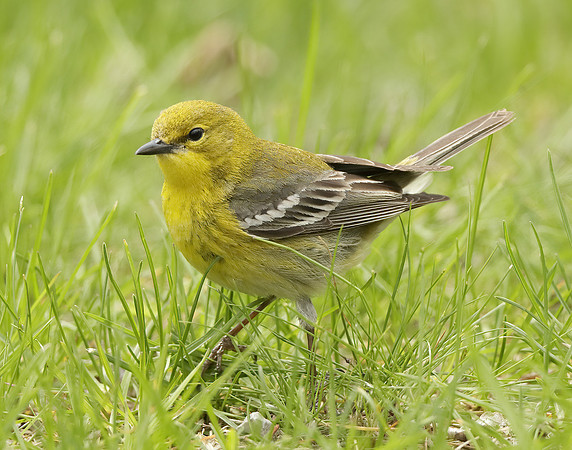 Pine Warbler Setophaga pinus
