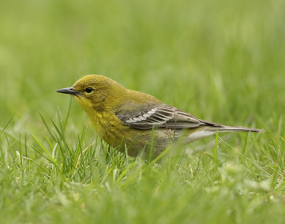 Pine Warbler Setophaga pinus