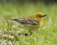 Pine Warbler Setophaga pinus