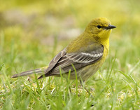 Pine Warbler Setophaga pinus