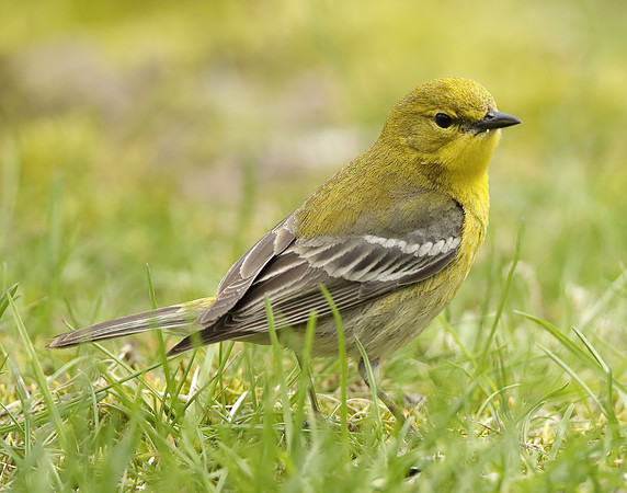 Pine Warbler Setophaga pinus