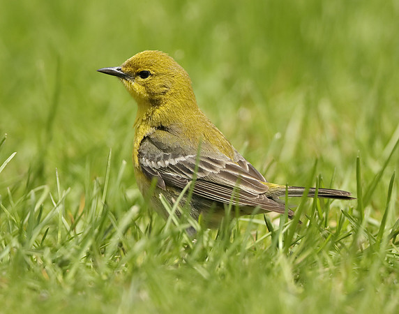 Pine Warbler Setophaga pinus