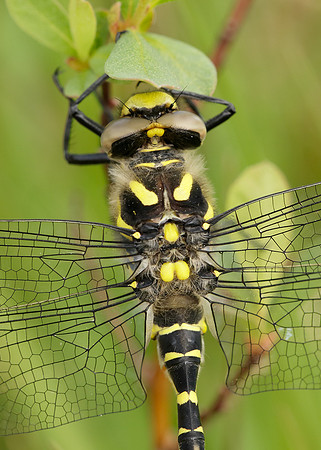 Golden-ringed Dragonfly Cordulegaster boltonii