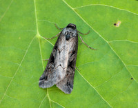 73.061 BF2394 Anomalous Stilbia anomala
