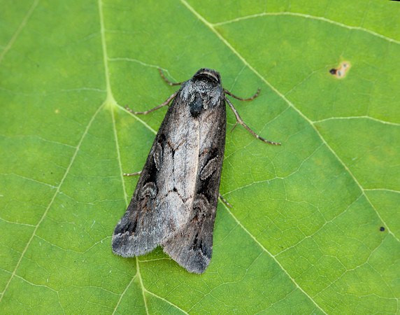 73.061 BF2394 Anomalous Stilbia anomala