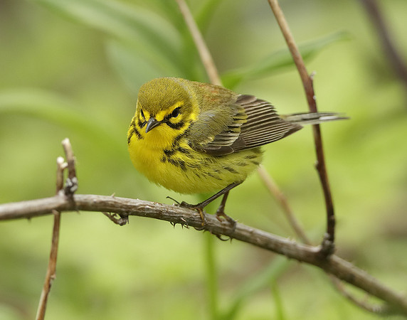 Prairie Warbler Setophaga discolor