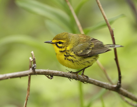 Prairie Warbler Setophaga discolor