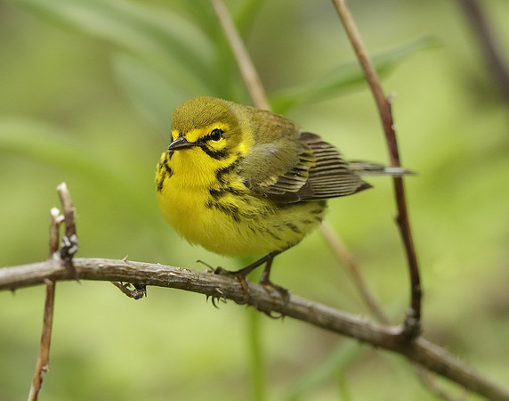 Prairie Warbler Setophaga discolor