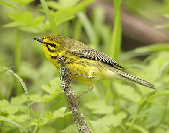 Prairie Warbler Setophaga discolor