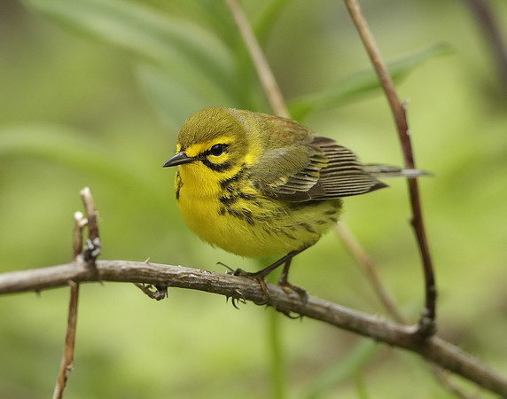 Prairie Warbler Setophaga discolor