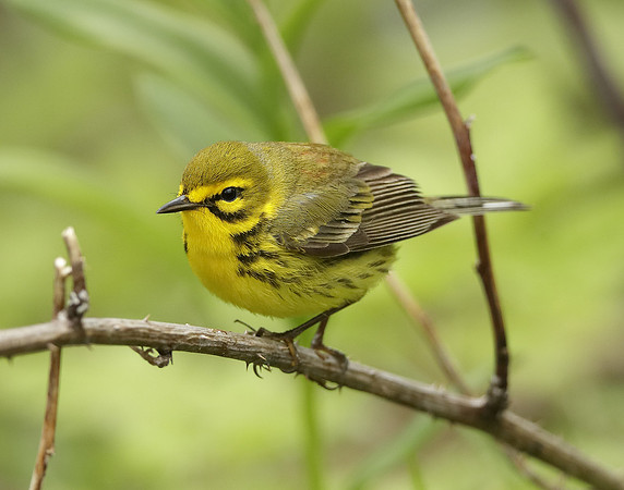 Prairie Warbler Setophaga discolor