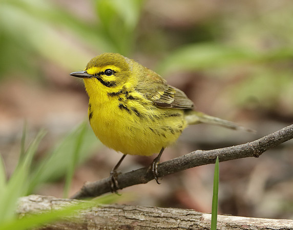 Prairie Warbler Setophaga discolor