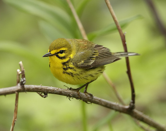 Prairie Warbler Setophaga discolor