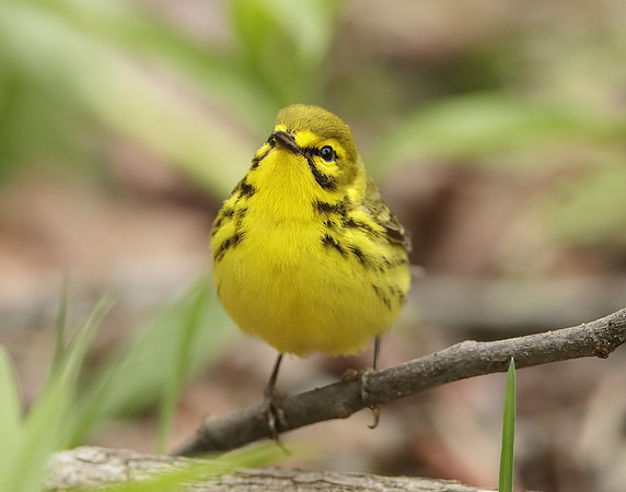 Prairie Warbler Setophaga discolor