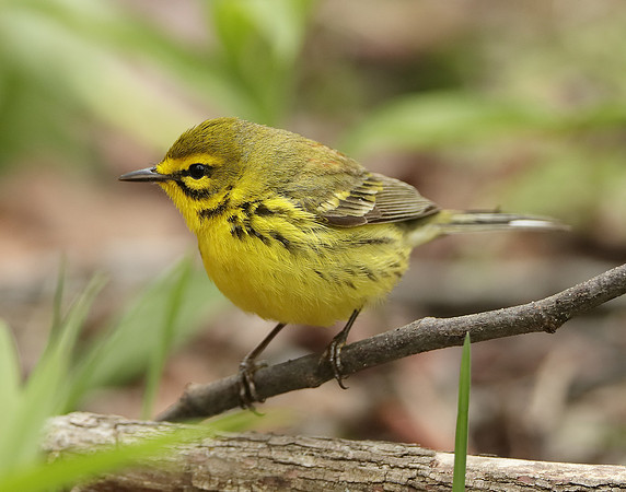 Prairie Warbler Setophaga discolor
