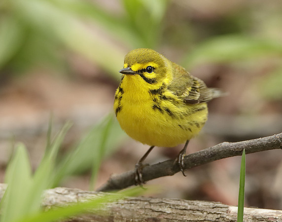 Prairie Warbler Setophaga discolor
