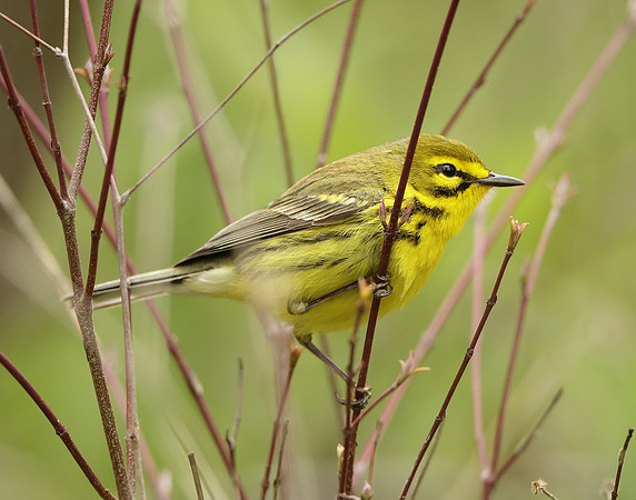 Prairie Warbler Setophaga discolor