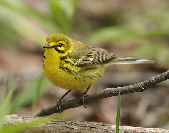 Prairie Warbler Setophaga discolor