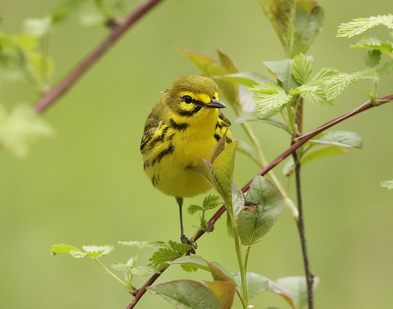 Prairie Warbler Setophaga discolor